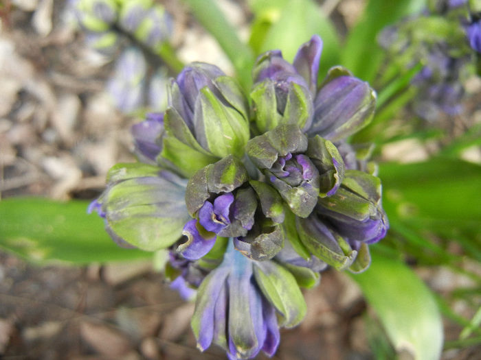 Hyacinth Isabelle (2013, April 05)