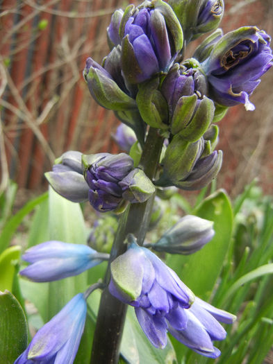 Hyacinth Isabelle (2013, April 05)