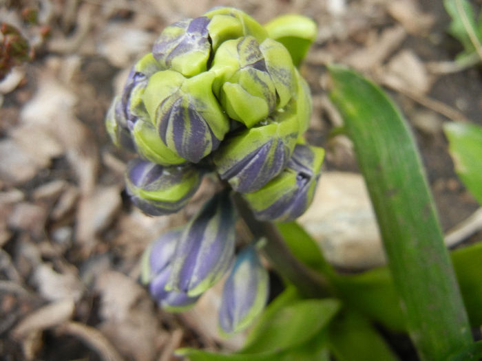 Hyacinth Isabelle (2013, April 05)