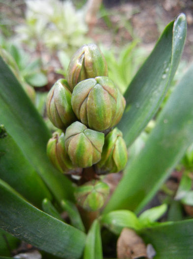 Hyacinth Eros (2013, April 04)