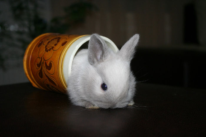 Pui 1 pastrat pentru crescatorie - Pui iepuri pitici 2013