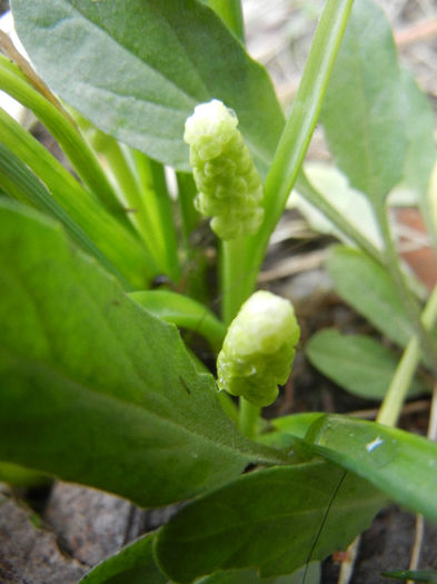 Muscari botryoides Album (2013, Apr.04)