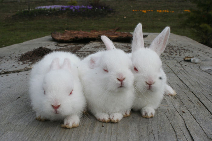 Pui 6, 7, 8 (albi) Vandut - Pui iepuri pitici 2013