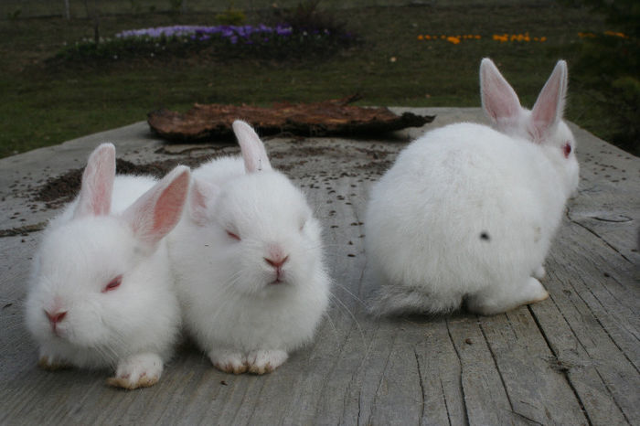 Pui 6, 7, 8 (albi) Vandut - Pui iepuri pitici 2013