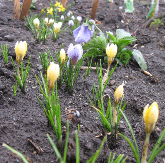 IMG_1446 - crocus