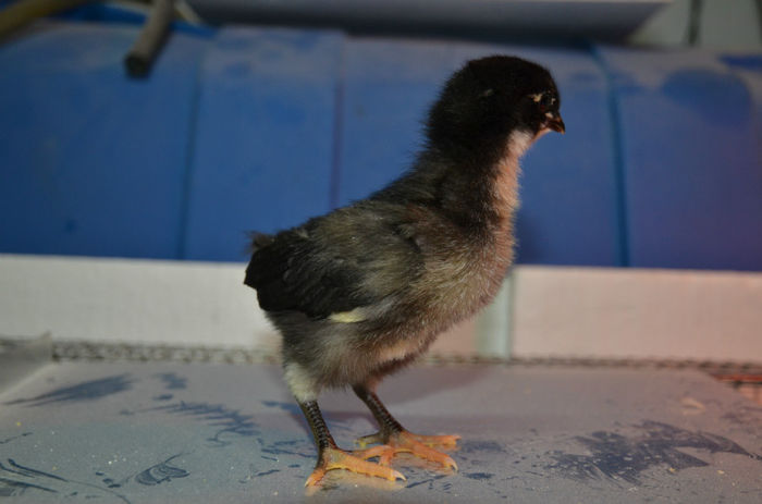 australorp de la dn Mihai din Breaza - Aprilie pui