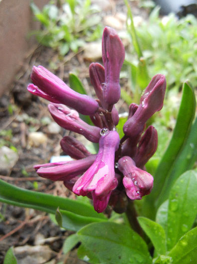 Hyacinth Woodstock (2013, April 04) - Hyacinth Woodstock