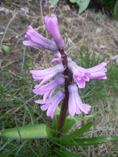 Hyacinth Splendid Cornelia (2013, Apr.05)