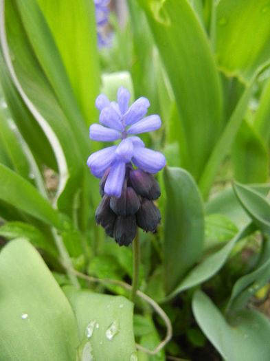 Muscari latifolium (2013, April 04) - Muscari latifolium