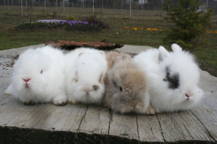 Pui de iepuri Vanduti