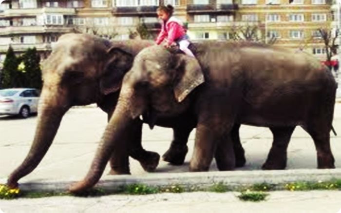 With Elephants