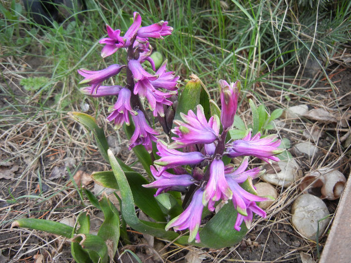 Hyacinth Amethyst (2013, April 05)