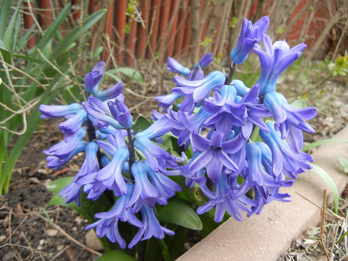 Hyacinth Delft Blue (2013, April 05) - Hyacinth Delft Blue