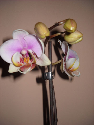 4.04.013 - Orhideea - Phalaenopsis-Cambria