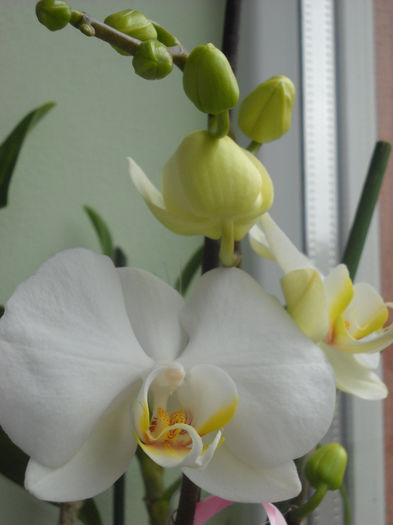 4 aprilie - Orhideea - Phalaenopsis-Cambria