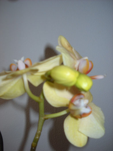  - Orhideea - Phalaenopsis-Cambria