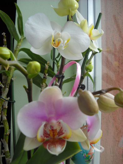 4 .04.013 - Orhideea - Phalaenopsis-Cambria