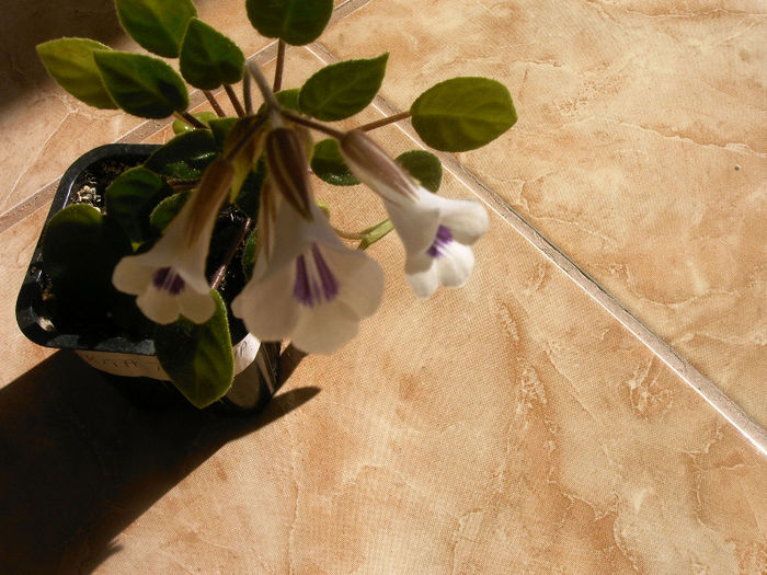 IMAG0006 - Alte Gesneriaceae