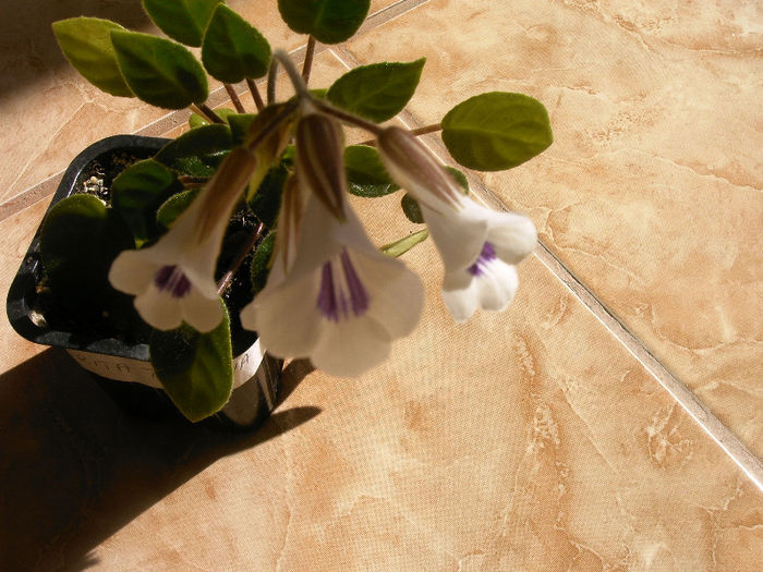 IMAG0007 - Alte Gesneriaceae