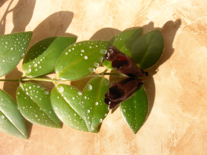 IMAG0008 - Alte Gesneriaceae