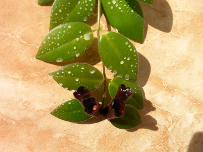 IMAG0010 - Alte Gesneriaceae