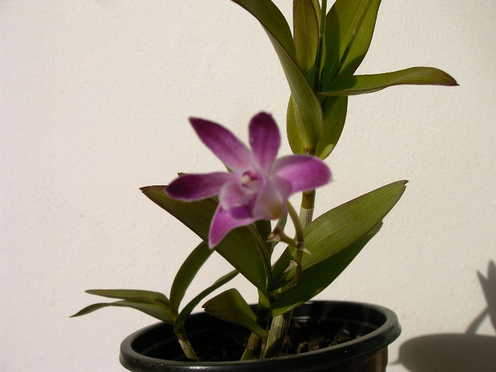 Dendrobium Berry-Oda - Orhidee