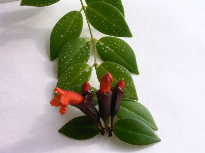 IMAG0009 - Alte Gesneriaceae