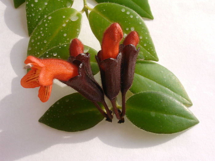 IMAG0006 - Alte Gesneriaceae