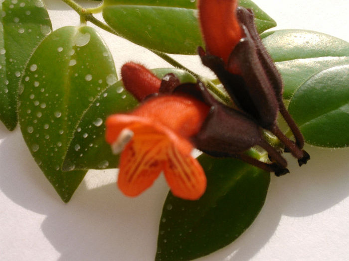 IMAG0007 - Alte Gesneriaceae