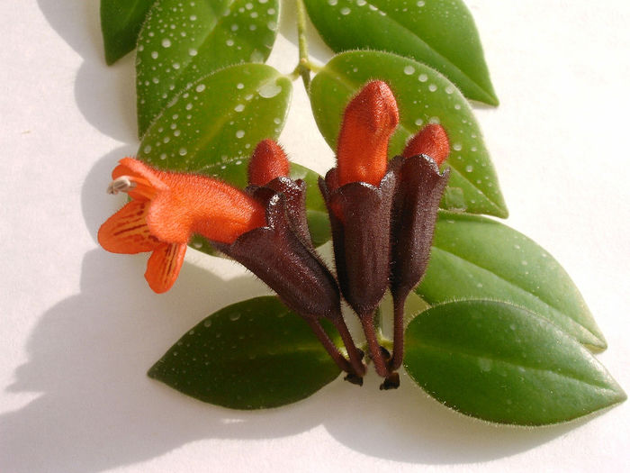 IMAG0008 - Alte Gesneriaceae