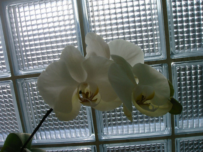 IMAG0032 - Orhidee