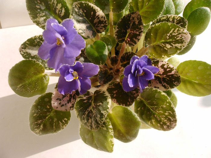 IMAG0015
