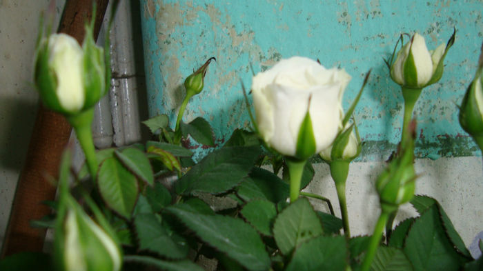 3.3 - Trandafiri pitici