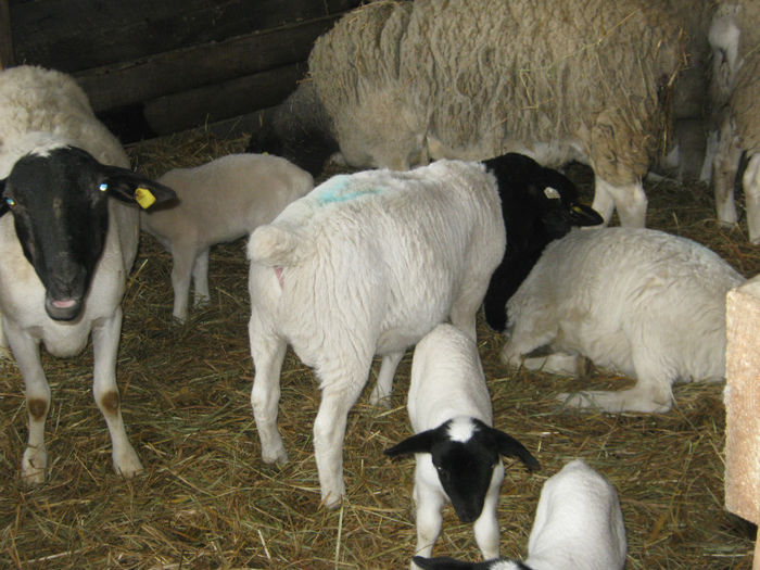 oi dorper-origine -RFG-Austria