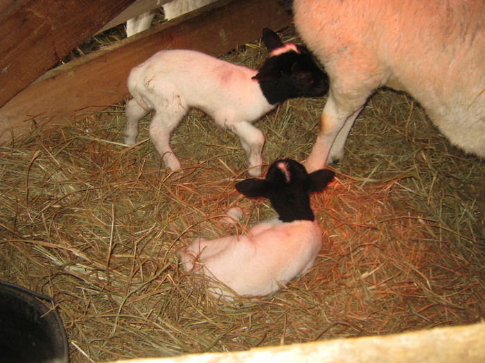 gemeni -aprilie-2013 nou nascuti - Ferma de oi dorper-Iriciuc