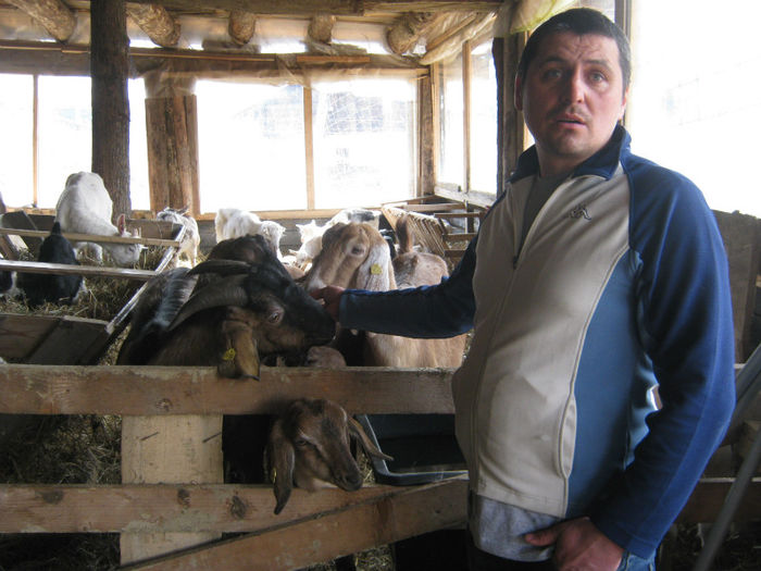 Vali un mare fermier ai plac animalele - Ferma de oi dorper-Iriciuc