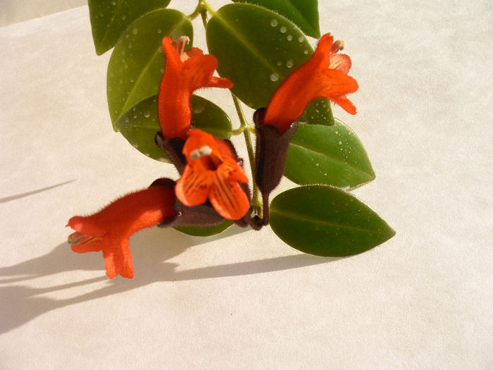 IMAG0038 - Alte Gesneriaceae