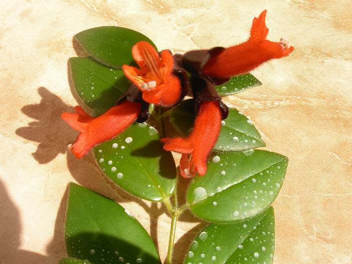 IMAG0002 - Alte Gesneriaceae
