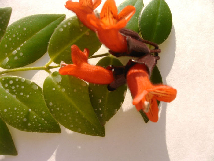 IMAG0034 - Alte Gesneriaceae