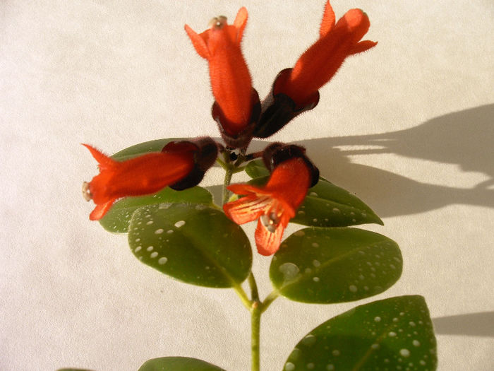 IMAG0035 - Alte Gesneriaceae