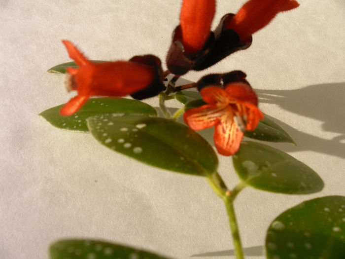IMAG0036 - Alte Gesneriaceae