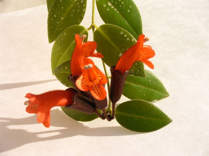 IMAG0037 - Alte Gesneriaceae