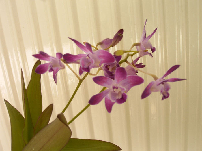 IMAG0049 - Orhidee