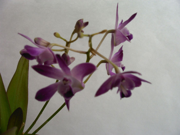 IMAG0016 - Orhidee