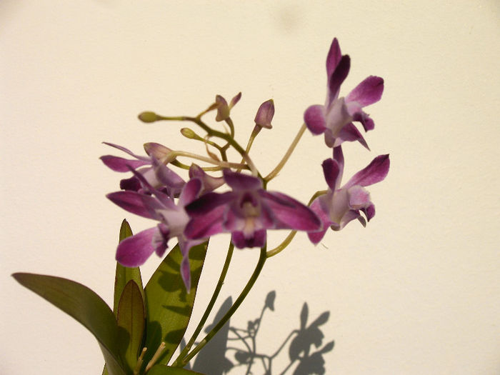 IMAG0021 - Orhidee