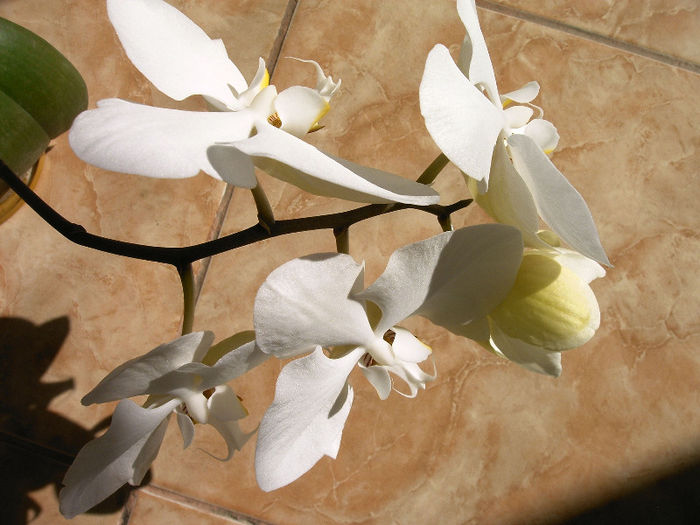 IMAG0043 - Orhidee