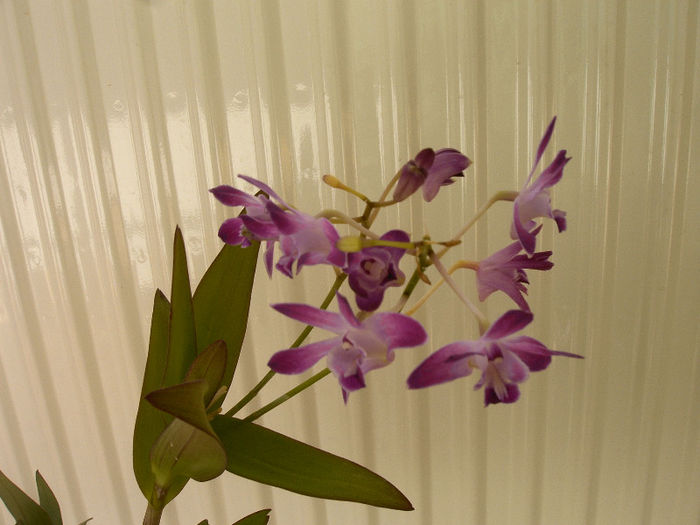IMAG0048 - Orhidee