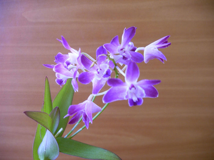 IMAG0032 - Orhidee