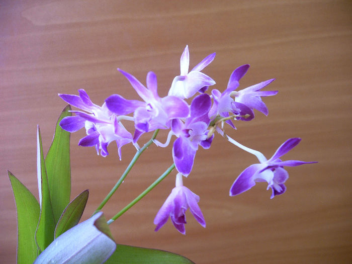 IMAG0033 - Orhidee