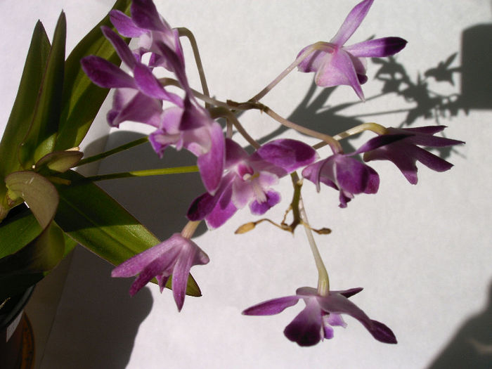 IMAG0035 - Orhidee